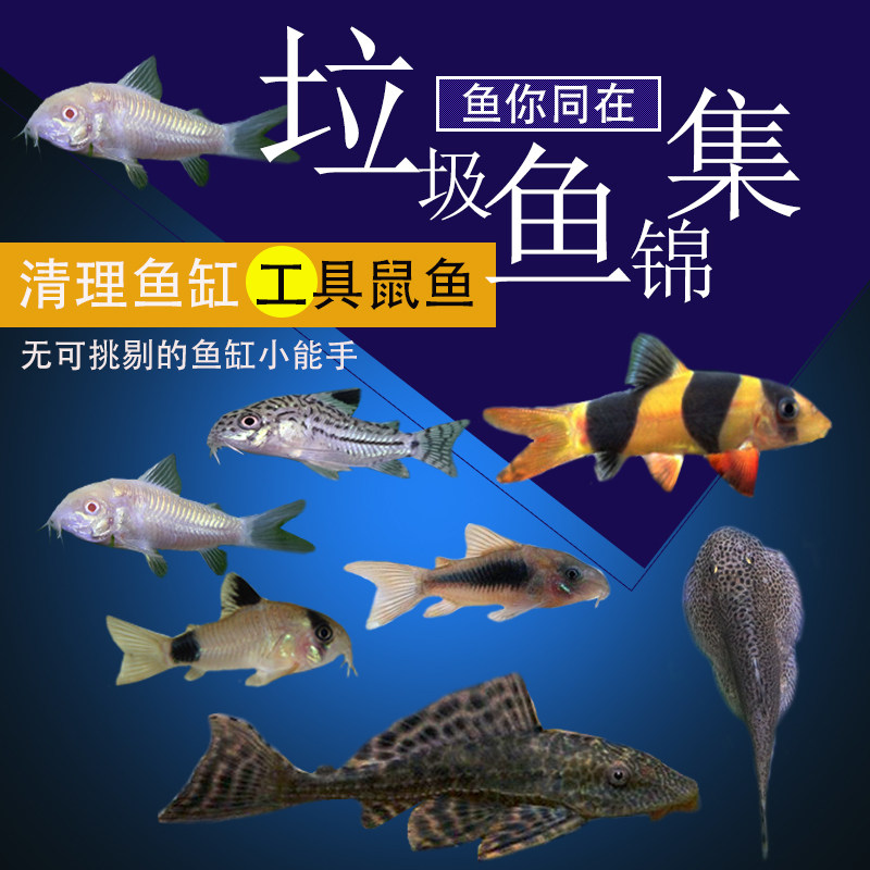 Benthic fish scavenger Garbage white rat fish Panda pearl Rat Golden moss rat cleaning ornamental tropical pet living