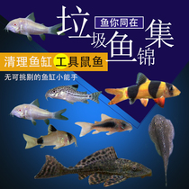 Benthic fish scavenger garbage white rat fish panda Pearl rat Golden Moss clean ornamental tropical pet live