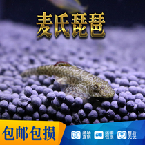 Pipa rat scavenger cleaning fish violin wild fish cold water can raise fresh water ornamental fish to remove algae to clean up fish tanks