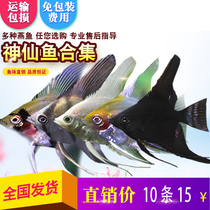 Angelfish colorful angel fish Peruvian swallow fish fry tropical ornamental fish panda marble black and white live pet bag live