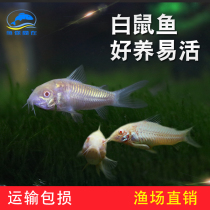 White mouse fish ornamental fish mouse fish flower mouse eating garbage tools fish grass tank tropical ornamental fish live