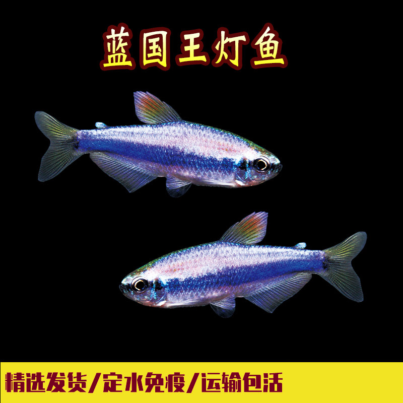 Blue Emperor Lantern Blue King Lantern Fish Black Lotus Yellow Blue Emperor Lantern Queen Lantern Tropical Ornamental Fish Small Living Group Tour