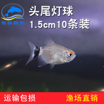 Silver screen light fish ball light red eye leather ball lamp Cornet fish tropical fish ornamental fish living bag live