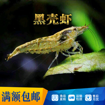 Black shell shrimp algae shrimp tools shrimp feed shrimp black shell shrimp breeding aseptic transport bag damage