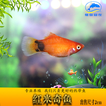 Mickey fish tricolor peony fish three-point tail Moonlight fish viviparous small fish tropical ornamental fish freshwater living living