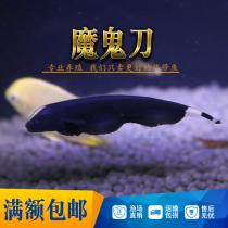 Devils knife fish line electric eel Black Devil water grass tank fish tropical ornamental fish live