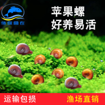 Apple snail ornamental snail tool snail removal algae cleaning snail algae grass tank fish tank cleaning residual food cleaning