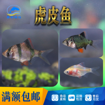 Tiger skin fish green tiger skin blue gold tiger skin four goby small tropical ornamental fish live grass tank fish group swim live