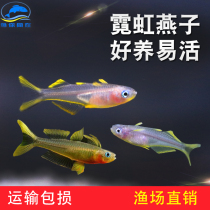 Tropical tropical fish ornamental fish live neon swallow fish Rainbow Fish new Lang official fish can be paired