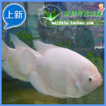 Watch fish large fish Mayflower Warboat fish Merchants Fish and Fish Boat Fish Fortune and Fortune Fish