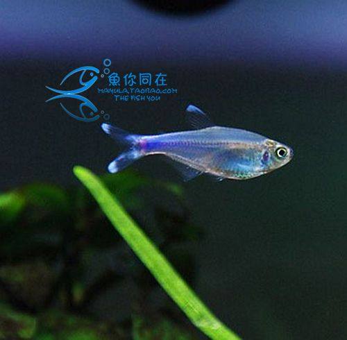 Blue Congo light fish sparkling blue light fish tropical lamp cogfish grass cylinder fish group swim effect good ornamental fish living body