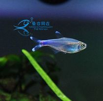 Blue Congo lantern fish shining blue lantern fish tropical lantern fish grass tank fish swimming effect good ornamental fish live