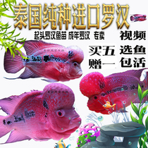 Thailand imported Hongyun head Luohan fish full of silver horse gold flower head start Pearl Luohan fish fry live