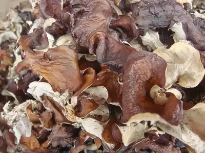 () Guangxi Shiwandashan deep mountains wild special blood fungus red ear 500g