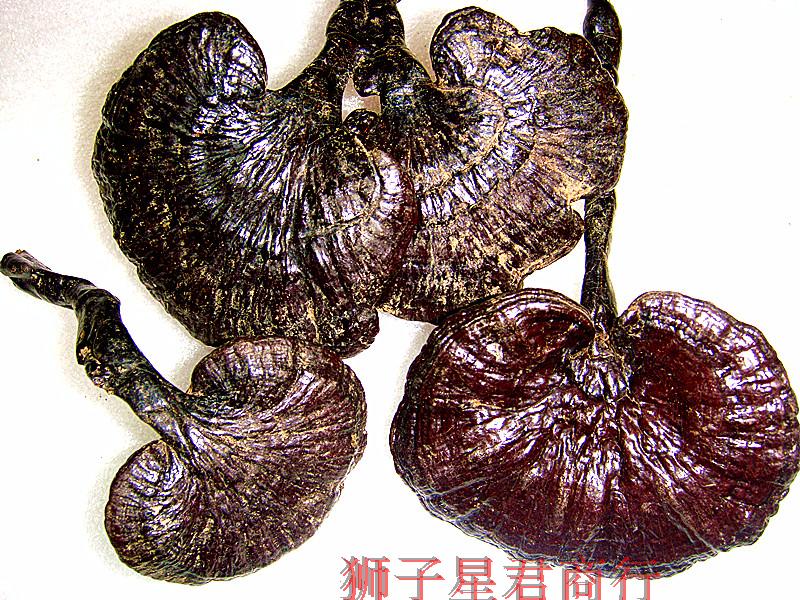 () Guangxi 100,000shan semi-wild black ganoderma lucidum special grade wild ganoderma lucidum tea