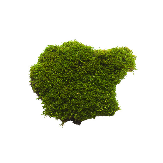 Moss plant seeds water-absorbing stone rockery water stone bonsai grass four seasons fresh moss seed moss spore powder