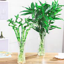 Plant rooting indoor rich bamboo Evergreen a large number of bamboos potted water open four seasons evergreen flower pots