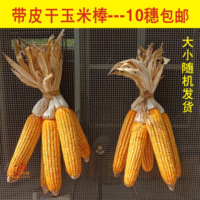 Dried corn cob with skin real corn pendant leisure farm corn skewer kindergarten film and television props 10 ears