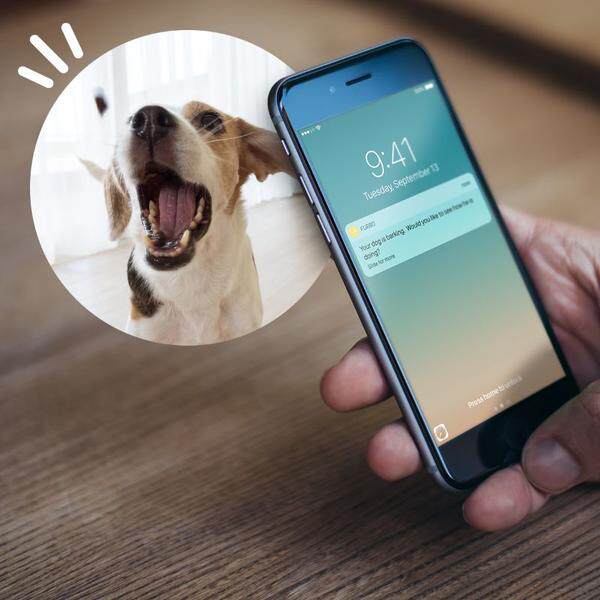 Furbo Умная Wi-Fi камера для собак с диспенсером лакомств