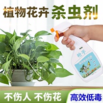 Milans special jasmine orchid cuckoo laughs at the fireworks of the gardenia Rohanpine fertilizer nutritional fluid