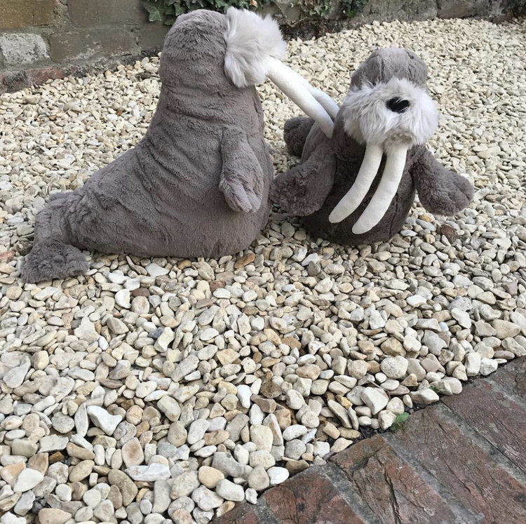 jellycat walrus