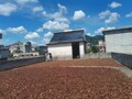 广西藤县古龙八角