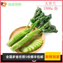 Fresh big kale 1500g fresh vegetables chicken legs kale home cooking big kale 5 servings