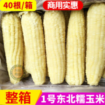 Northeast White Sweet Waxy Corn Cob 40 Coarse cob No 1 cob Large cob 18-20 cm