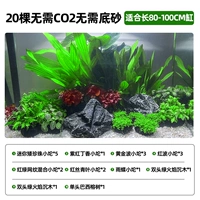 [20 деревьев] Нет CO2 не требует нижнего песка B [подходит для цилиндра 80-100 см]]