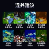 Тропическая декоративная рыба пресноводная рыба живая рыба золотая рыба маленькая лотос защелкнув красные и зеленые светильники павлин рыба рыба рыба