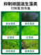 Fish Tank Algae Remover, Algae Removal Agent, Removes Green Algae, Brown Algae, Black Hair Algae, and Green Moss Without Harming Fish, Algae Killer for Green Water