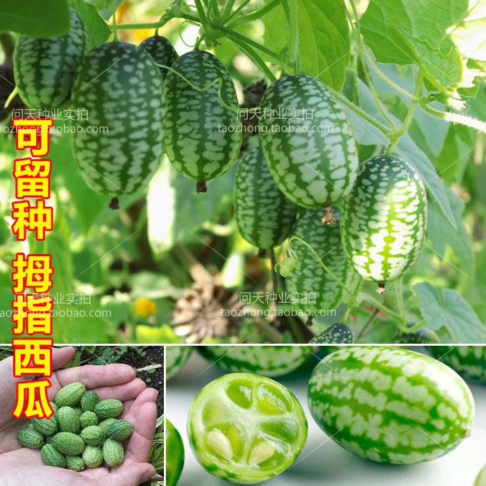 微型拇指西瓜种子迷你水果小西瓜佩普基诺黄瓜阳台盆栽蔬菜四季种