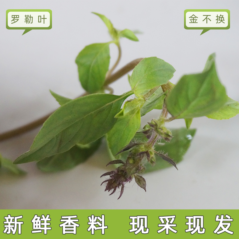 Yunnan wild basil leaves nine-layer tower golden mustard spice fresh gold without exchange 250g grilled fish with Dai-flavored western food seasoning