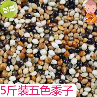 5kg five-color millet red White Blue Black yellow millet small and medium-sized parrot grain pigeon grain mixed bird food bird food