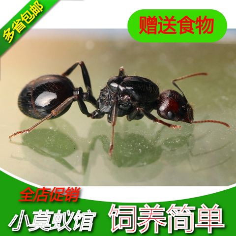 Small Moants Museum 20 years New post native harvest Ant Barbaric Receipt New Hands Ants Small Pet Living