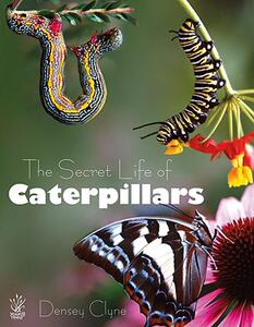 【预售】The Secret Life of Caterpillars