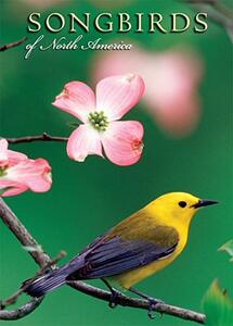 【预售】Songbirds of North America Notecards
