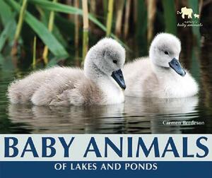 【预售】Baby Animals of Lakes and Ponds