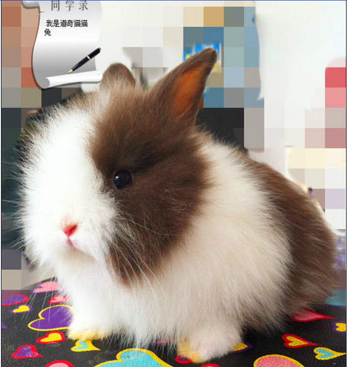 Cover Face Cat Cat Small Live Things Dwarf Rabbit Pet Rabbit Infant Body Pure Breed Living Short Woolen Pituitary Ear Rabbit