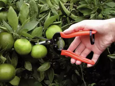 Japan ARS Alice 300L dilute fruit scissors, repair fruit scissors, fruit picking scissors, fruit and vegetable scissors, fruit picking scissors