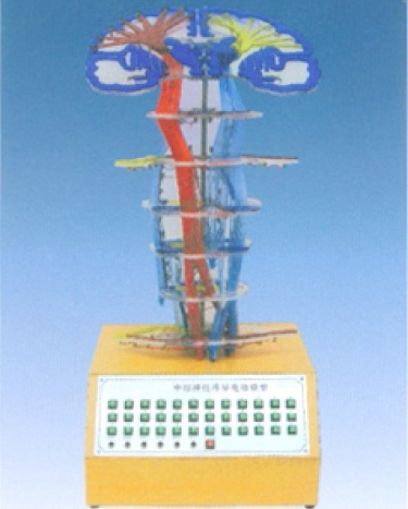 中枢神经传导电动模型   上海产