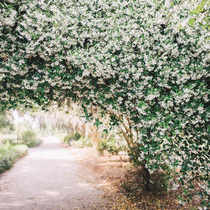 Dongli Gardening White Light Yellow Windmill Jasmine Perfume Jasmine Tori Tine Fragrant Mosquito Repellent Climbing Plant Flowers