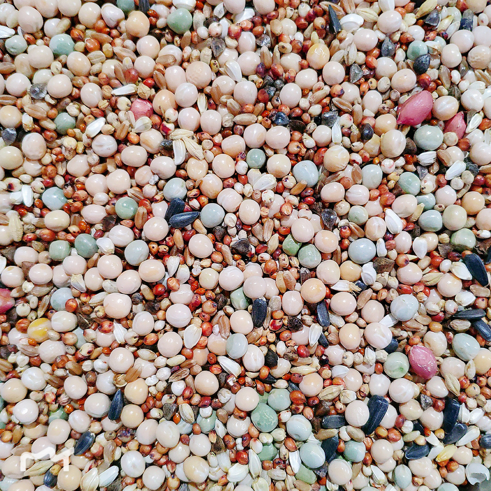 Dove grain 10 catty (net weight 9 8) without corn young pigeon pigeon grain letter dove bird food dove feed pigeon feed