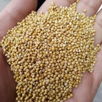 Bird Food New Yellow Valley Sub-small and Medium Parrot feed Tiger Skin Phoenix Peony With Shell Millet Food Grain 50 Jin