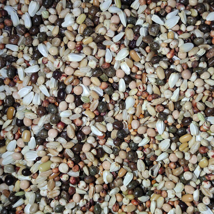 Grain Liang Yi small particles no corn breeding pigeon food pigeon food grain 50 kg of Jiangjiang Zhejiang Huanhu