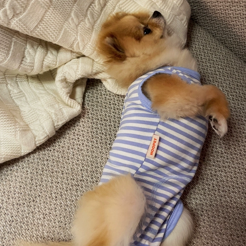 Собачья одежда защищает живот и предотвращает прохладный летний плюшевый щенок Тонкий летний маленький собачья пижама