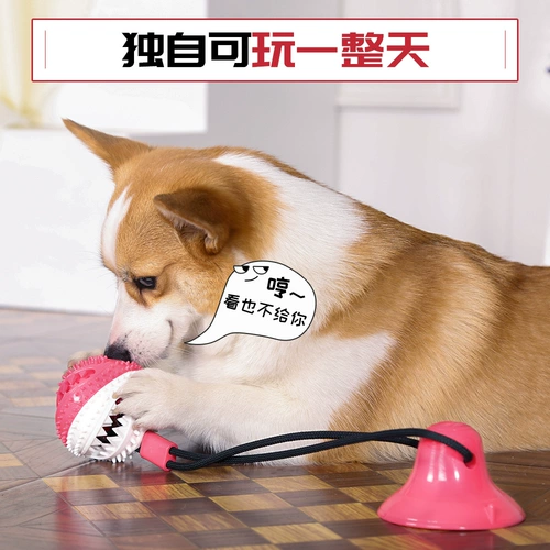 Собака для любимой собаки Golden Mao Labrado -Smoked гладкий