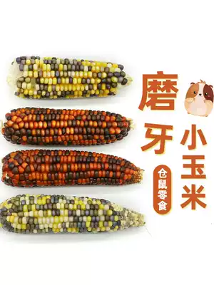 Hamster grain molars sticks molars snacks small corn Golden Bear rabbit ChinChin molars corn cob 8 ~ 10cm