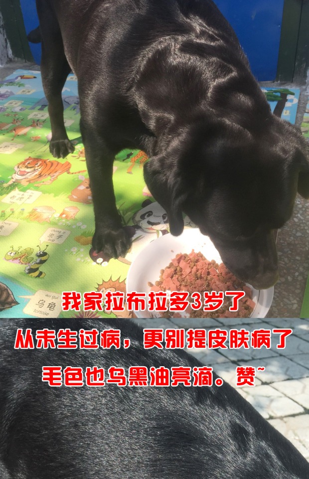 Xiong Wei tự chế thức ăn cho chó con chó con chó thức ăn cho chó tự nhiên thức ăn cho chó 5 kg nạp trấu phổ quát Jin Mao Teddy - Chó Staples mua thức ăn cho chó