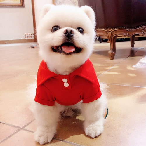 Тонкая весенняя футболка polo, летний бюстгальтер-топ